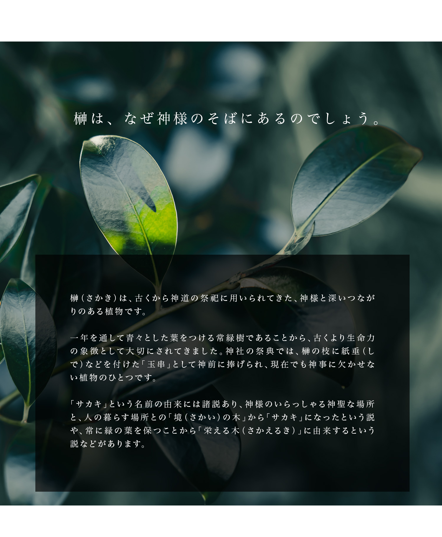 神具] やさしい榊150 | いのりオーケストラショップ|おうち供養と祈りの店