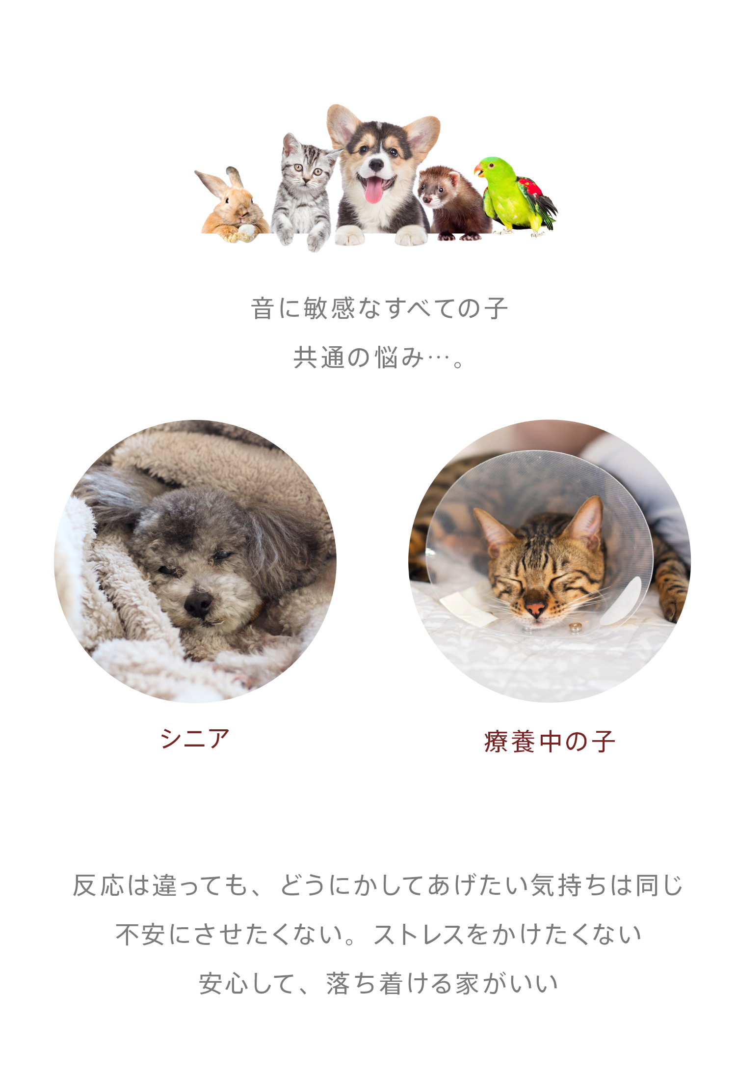 �������ưʪ�ѥޥ��ͥåȡ�����